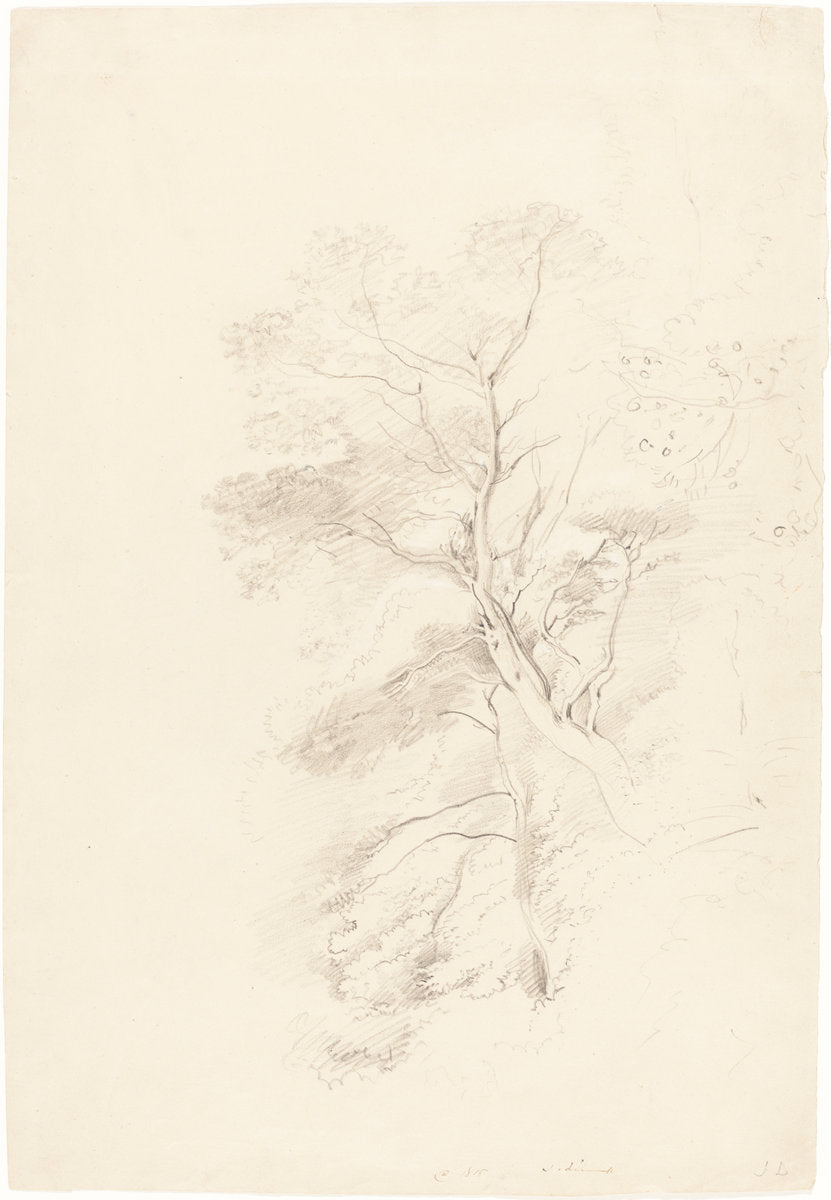 A Beech Wood by John Linnell (British, 1792 - 1882), 16X12"(A3)Poster Print