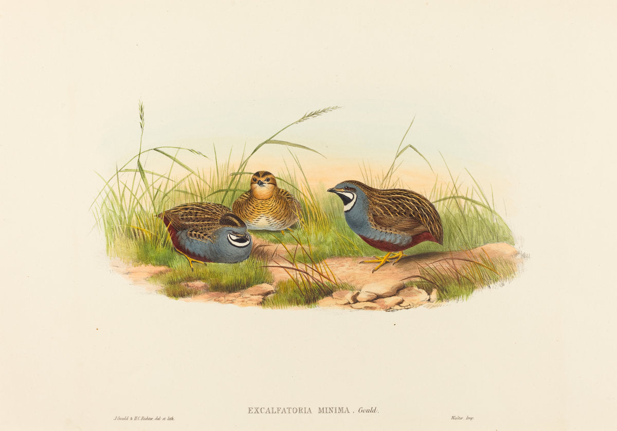 Excalftoria minima (Blue-breasted Quail) by John Gould and H.C. Richter (British (?), active 1841 - active c. 1881), 16X12"(A3)Poster Print