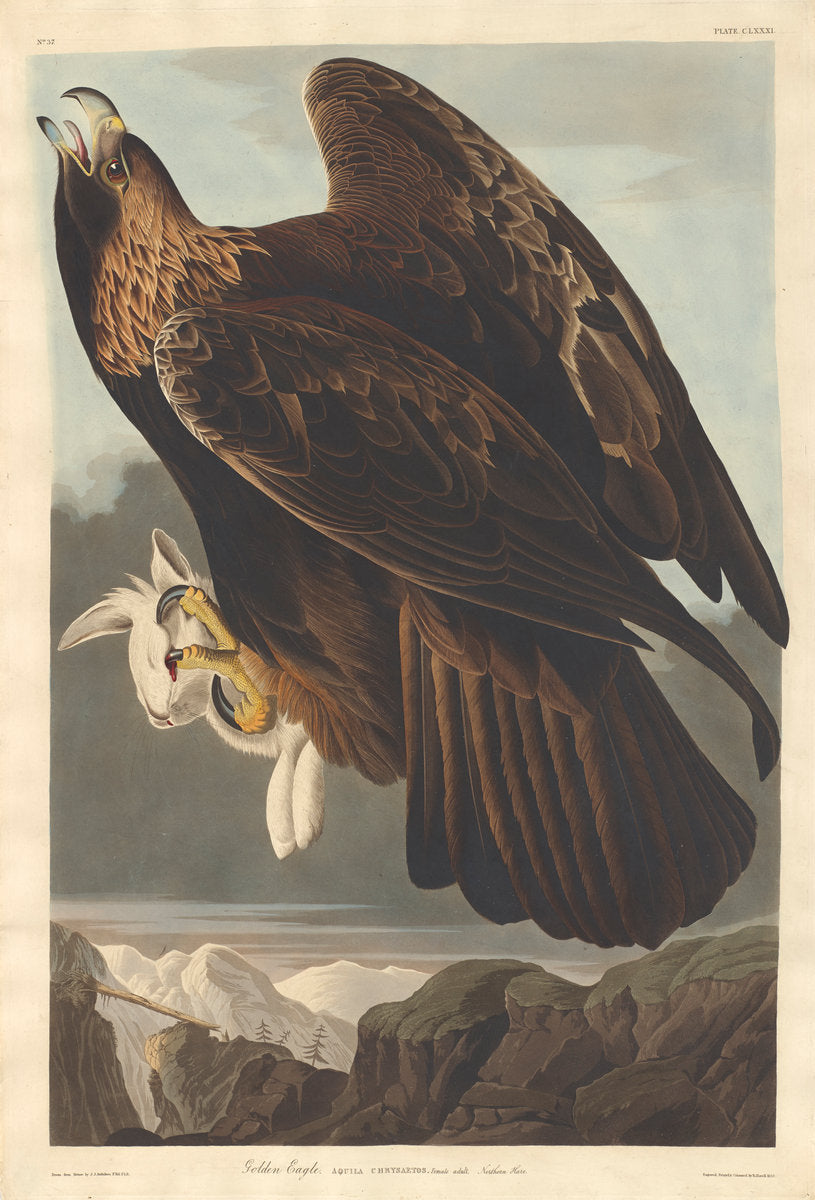 Golden Eagle by Robert Havell after John James Audubon (American, 1793 - 1878), 16X12"(A3)Poster Print