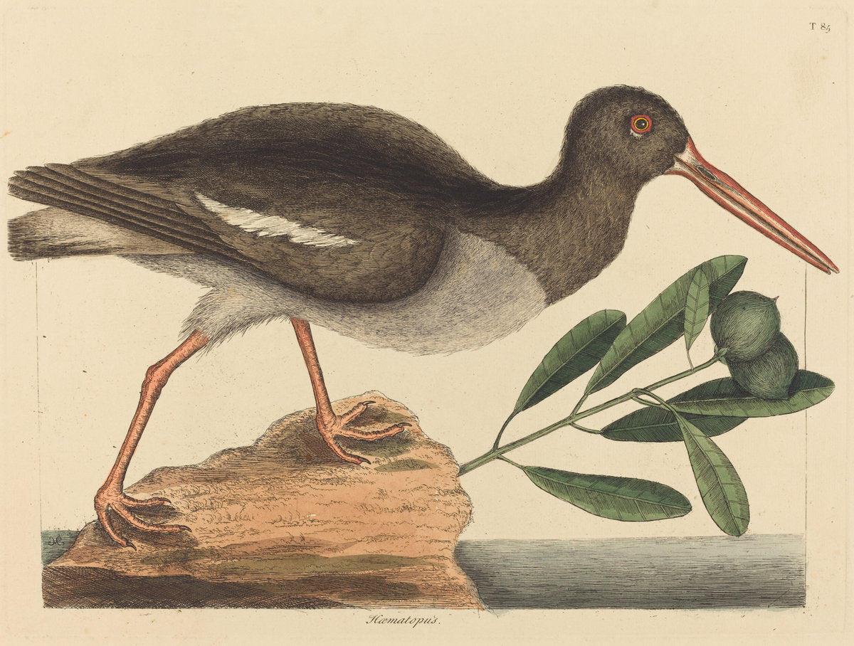 The Oyster-catcher (Hoematopus ostralegus) by Mark Catesby (English, 1679 - 1749), 16X12"(A3)Poster Print