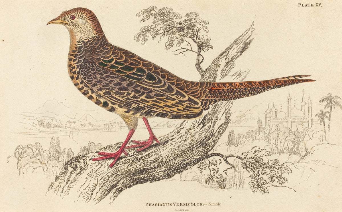 Phasianus Versicolor - Female by William Home Lizars (Scottish, 1788 - 1859), 16X12"(A3)Poster Print