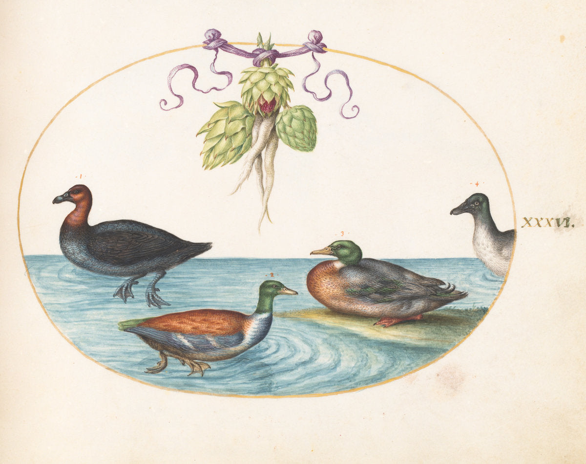 Animalia Volatilia et Amphibia (Aier): Plate XXXVI by Joris Hoefnagel (Flemish, 1542 - 1600), 16X12"(A3)Poster Print
