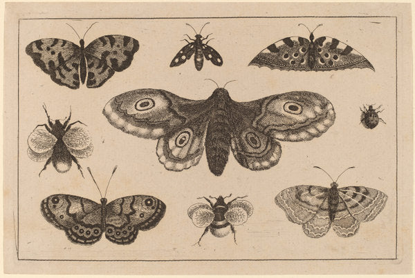 Moth, Butterflies, and Bees by Wenceslaus Hollar (Bohemian, 1607 - 1677), 16X12"(A3)Poster Print