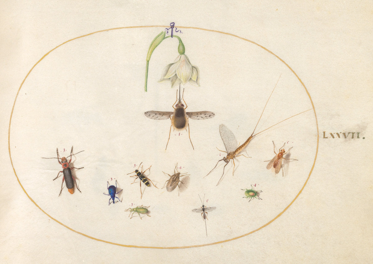 Animalia Rationalia et Insecta (Ignis): Plate LXXVII by Joris Hoefnagel (Flemish, 1542 - 1600), 16X12"(A3)Poster Print