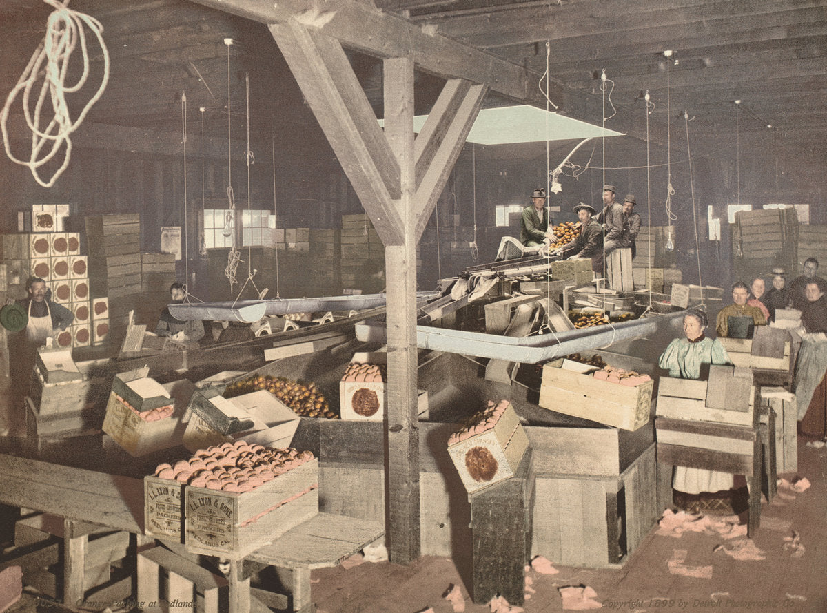 1899 by American 19th Century (Detroit Photographic Co.) (Orange Packing at Redlands), 16X12"(A3)Poster Print