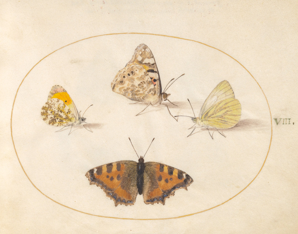 Animalia Rationalia et Insecta (Ignis): Plate VIII by Joris Hoefnagel (Flemish, 1542 - 1600), 16X12"(A3)Poster Print