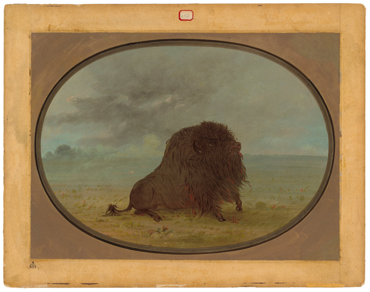 Dying Buffalo Bull by George Catlin (American, 1796 - 1872), 16X12"(A3)Poster Print