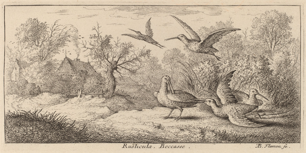 Rusticula, The Woodcock by Albert Flamen (Flemish, c. 1620 - 1669 or after), 16X12"(A3)Poster Print