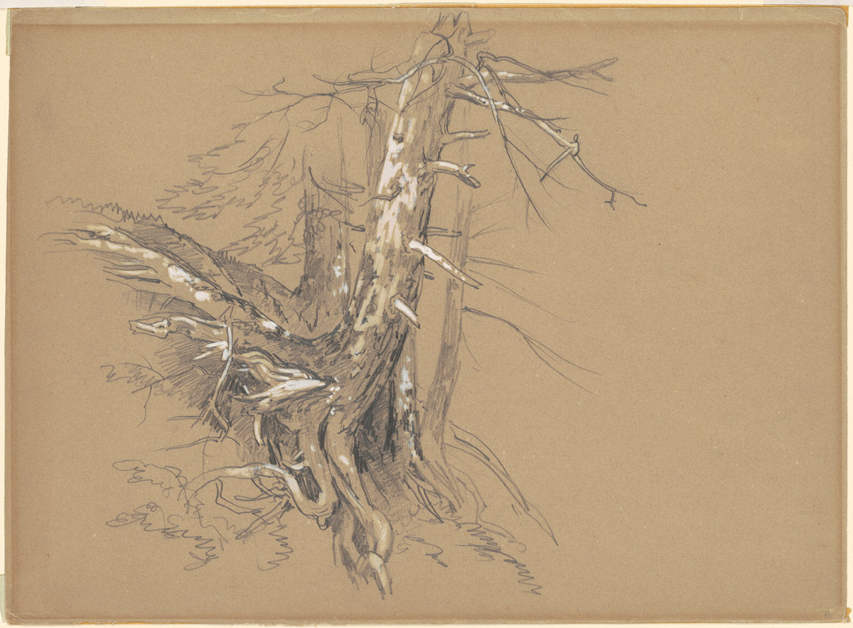 Tree Trunks by David Johnson (American, 1827 - 1908), 16X12"(A3)Poster Print