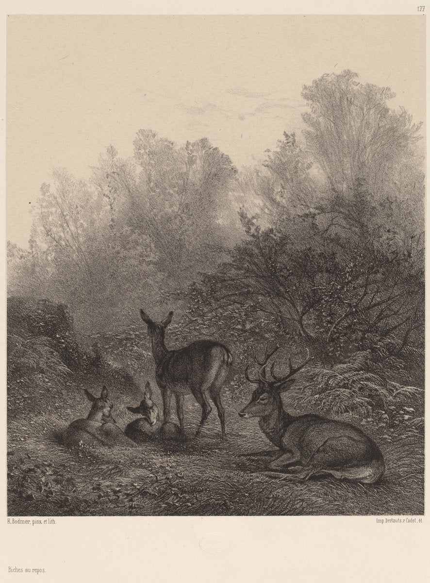 Biches au repos by Karl Bodmer (Swiss, 1809 - 1893), 16X12"(A3)Poster Print