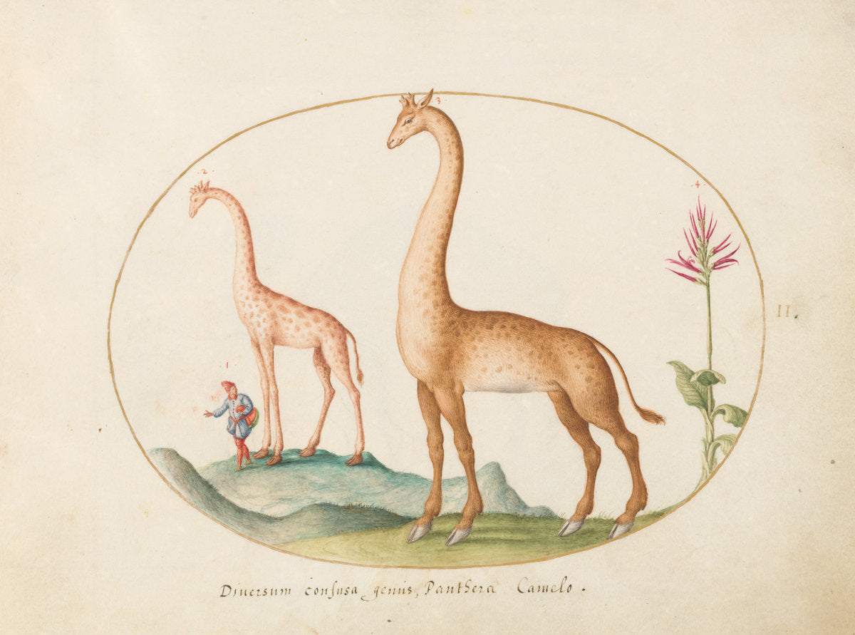 Animalia Qvadrvpedia et Reptilia (Terra): Plate II by Joris Hoefnagel (Flemish, 1542 - 1600), 16X12"(A3)Poster Print