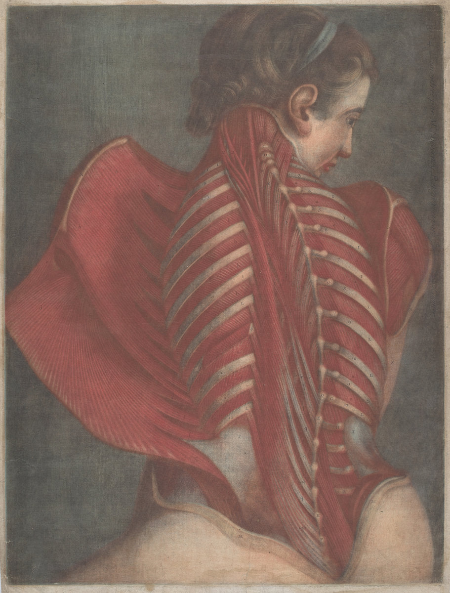L'Ange anatomique (The Anatomical Angel) or Dissection of a Woman's Back by Jacques-Fabien Gautier Dagoty (French, 1716 - 1785), 16X12"(A3)Poster Print