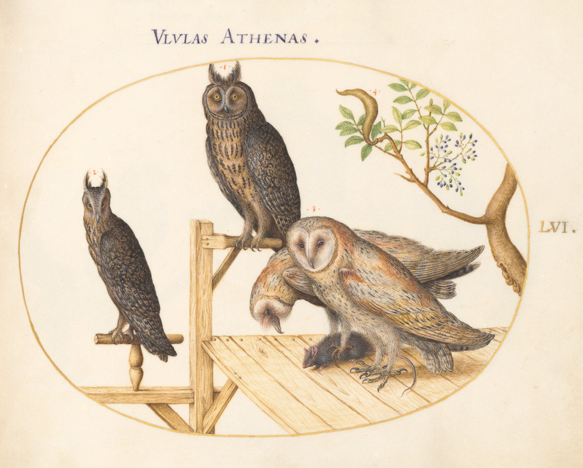 Animalia Volatilia et Amphibia (Aier): Plate LVI by Joris Hoefnagel (Flemish, 1542 - 1600), 16X12"(A3)Poster Print