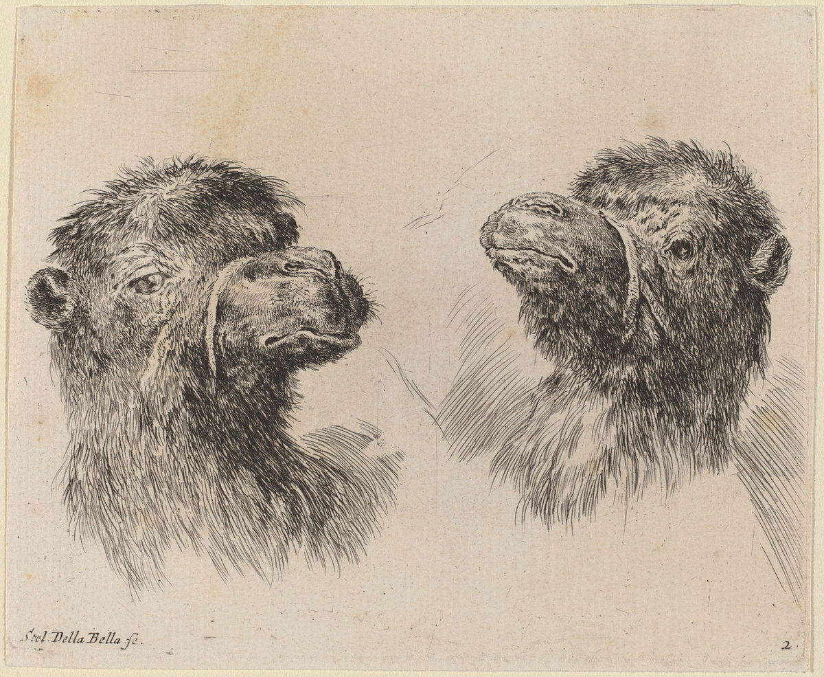 Two Camel Heads by Stefano Della Bella (Italian, 1610 - 1664), 16X12"(A3)Poster Print
