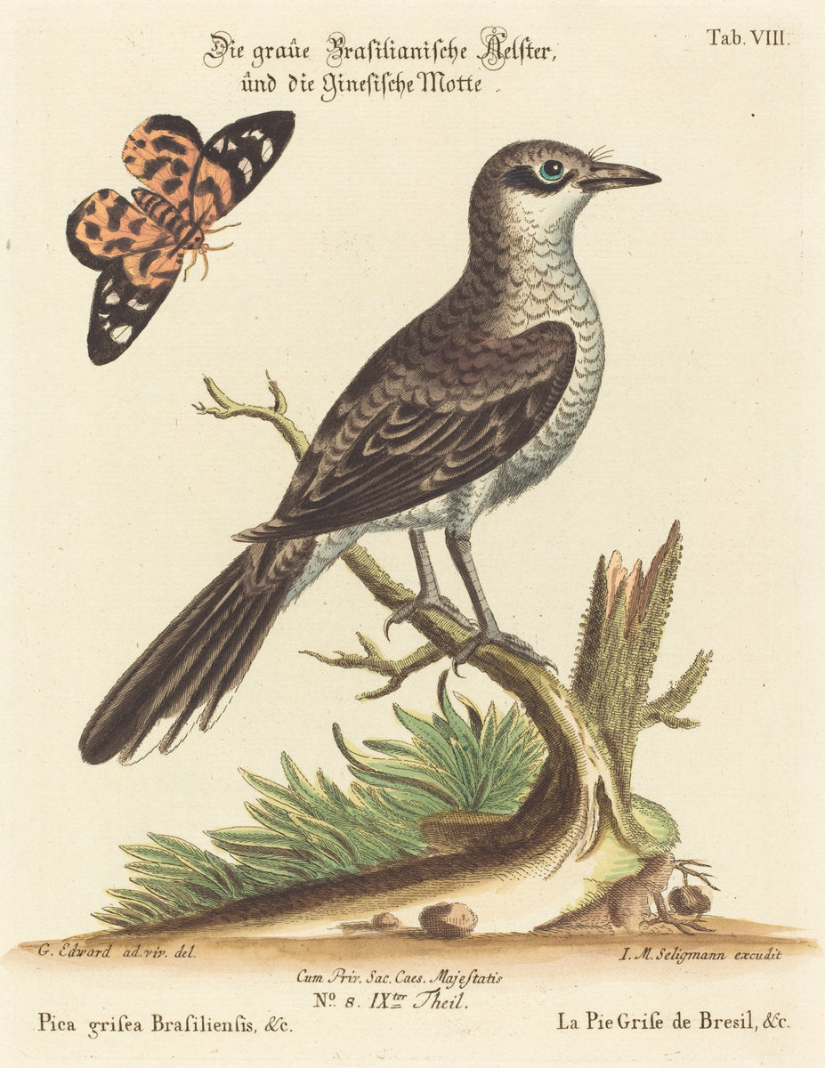 Pica grisea Brasiliensis by Johann Michael Seligmann after George Edwards (German, 1720 - 1762), 16X12"(A3)Poster Print