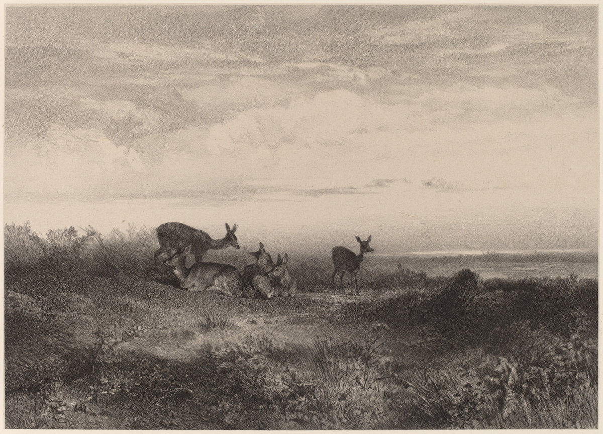 Les biches by Karl Bodmer (Swiss, 1809 - 1893), 16X12"(A3)Poster Print