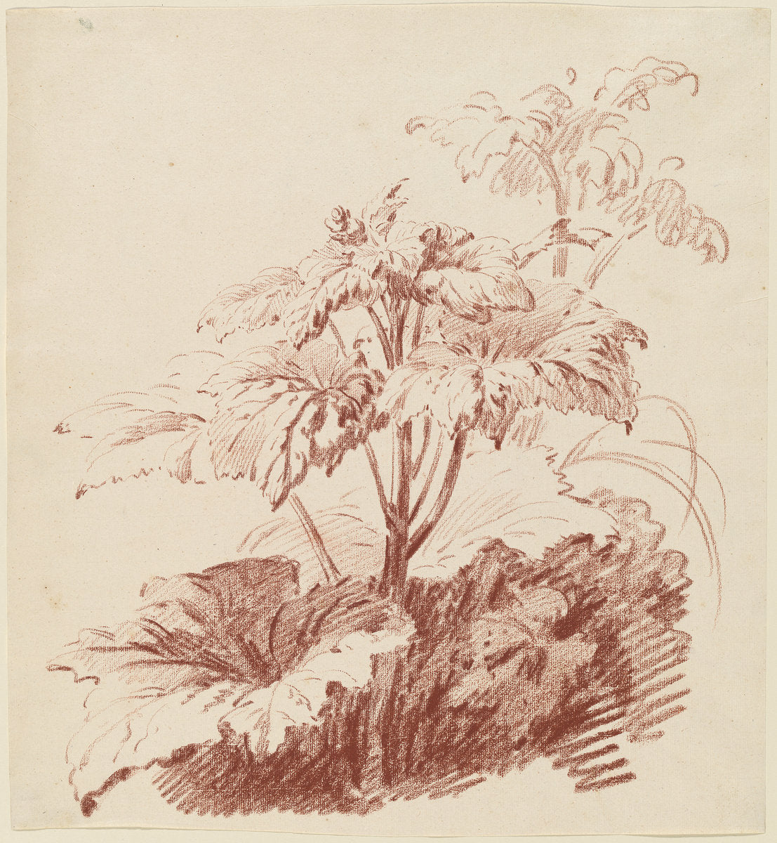 Flowering Plant with Buds by Jean-Baptiste Hüet, I (French, 1745 - 1811), 16X12"(A3)Poster Print