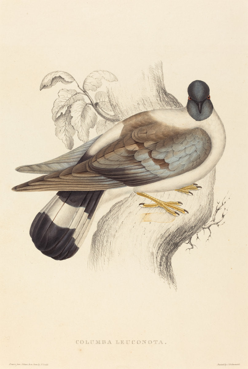 Columba Leuconota (Snow Pigeon) by Elizabeth Gould (British, 1804 - 1841), 16X12"(A3)Poster Print