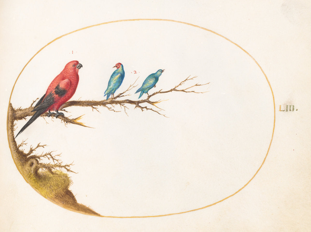 Animalia Volatilia et Amphibia (Aier): Plate LIII by Joris Hoefnagel (Flemish, 1542 - 1600), 16X12"(A3)Poster Print
