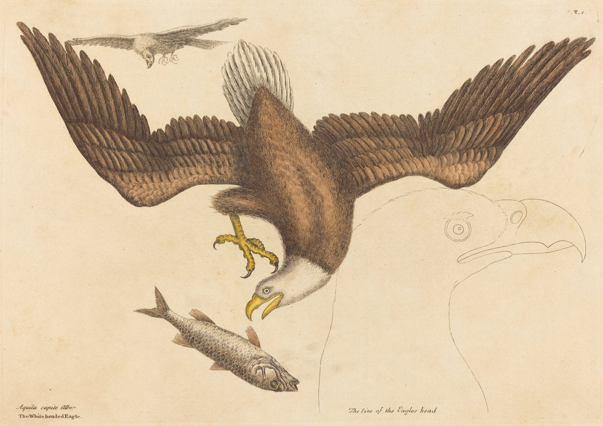 The Bald Eagle (Falco leucocephalus) by Mark Catesby (English, 1679 - 1749), 16X12"(A3)Poster Print