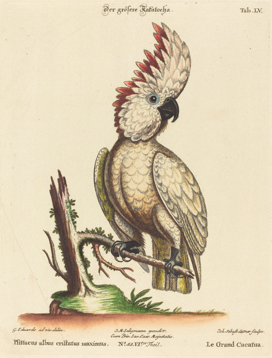 Psittacus albus cristatus maximus by Johann Sebastian Leitner after George Edwards (German, 1715 - 1795), 16X12"(A3)Poster Print