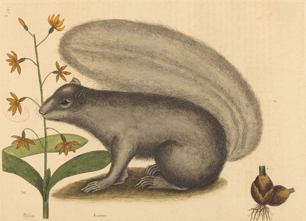 The Grey Fox Squirrel (Sciurus cinereus) by Mark Catesby (English, 1679 - 1749), 16X12"(A3)Poster Print