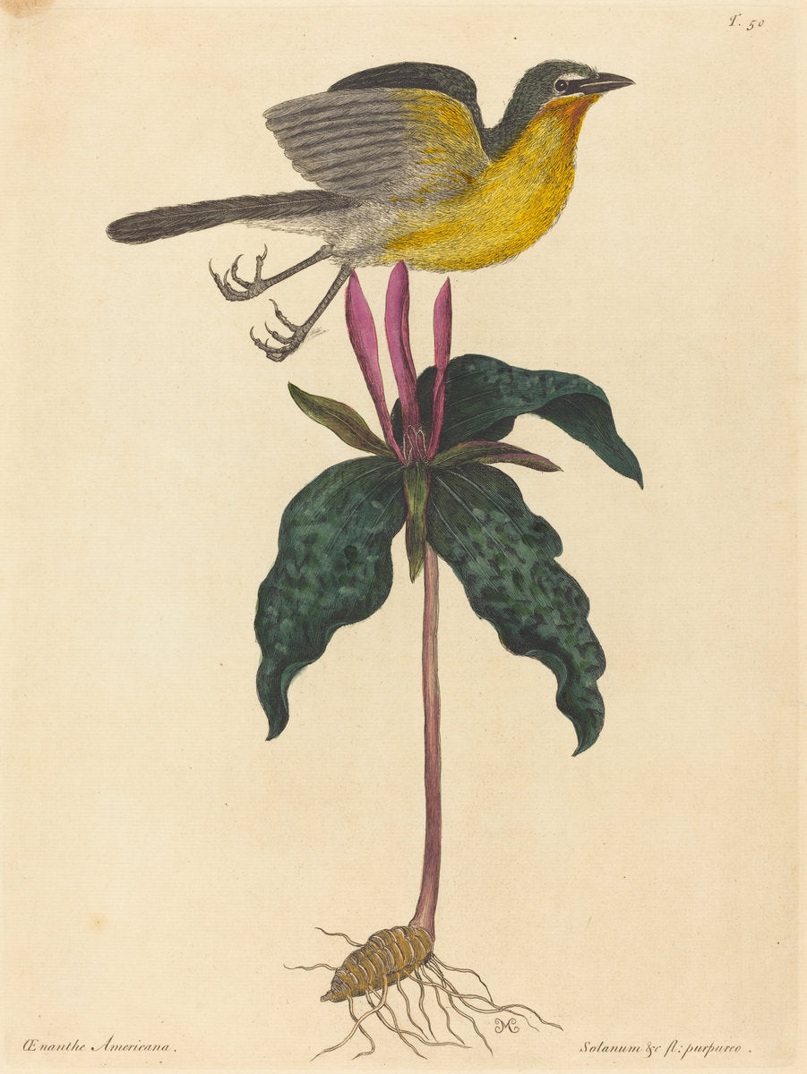 The Yellow-breasted Chat by Mark Catesby (English, 1679 - 1749), 16X12"(A3)Poster Print