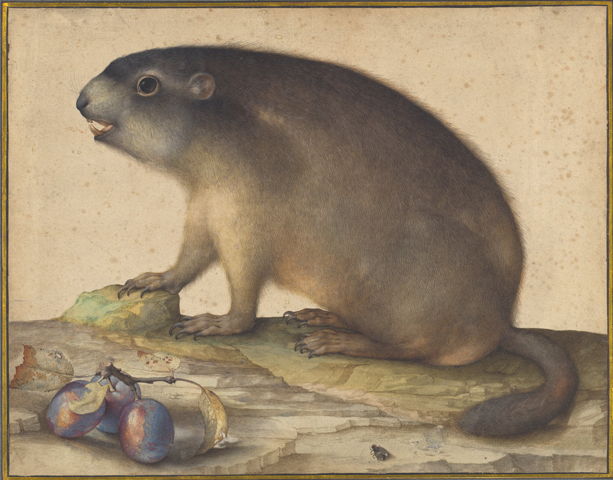 A Marmot with a Branch of Plums by Jacopo Ligozzi (Italian, 1547 - 1627), 16X12"(A3)Poster Print