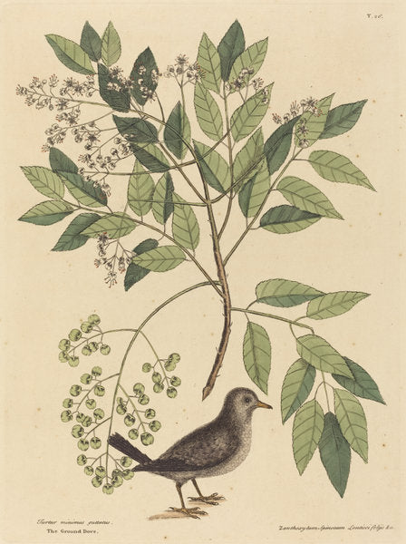 The Ground Dove (Columba passerina) by Mark Catesby (English, 1679 - 1749), 16X12"(A3)Poster Print