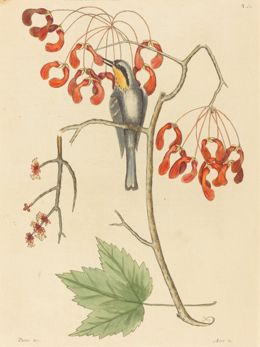 The Yellow Throated Creeper by Mark Catesby (English, 1679 - 1749), 16X12"(A3)Poster Print