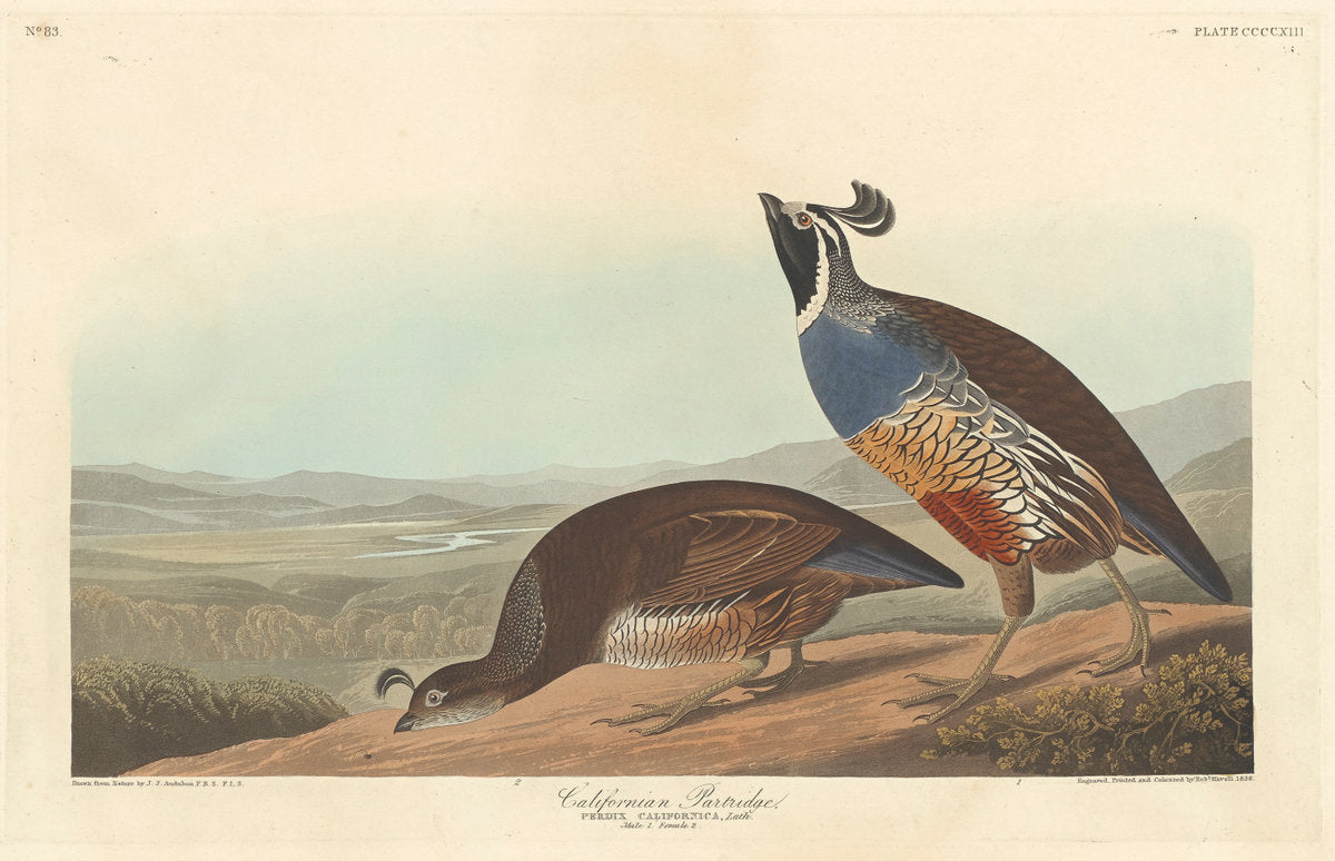 Californian Partridge by Robert Havell after John James Audubon (American, 1793 - 1878), 16X12"(A3)Poster Print