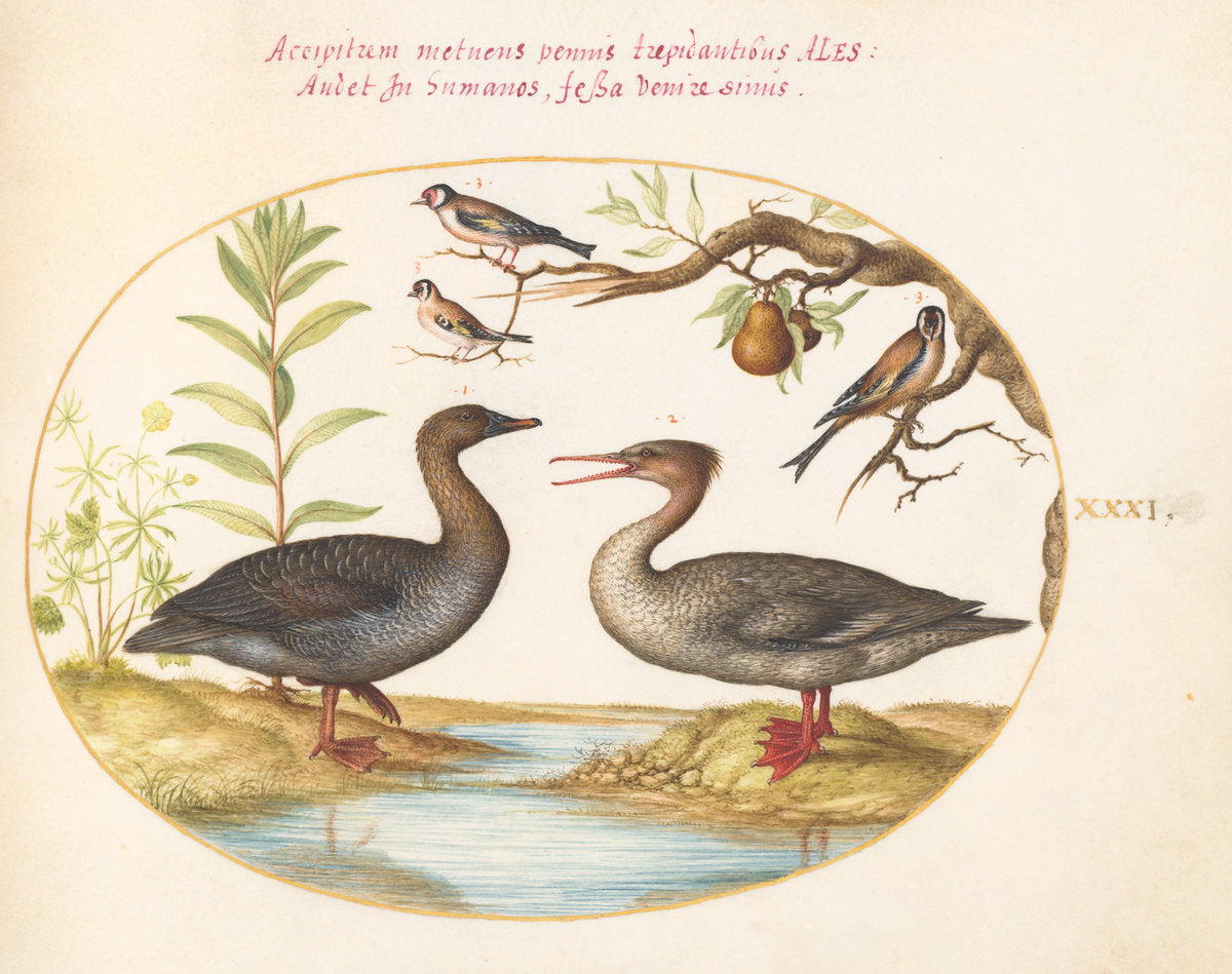 Animalia Volatilia et Amphibia (Aier): Plate XXXI by Joris Hoefnagel (Flemish, 1542 - 1600), 16X12"(A3)Poster Print