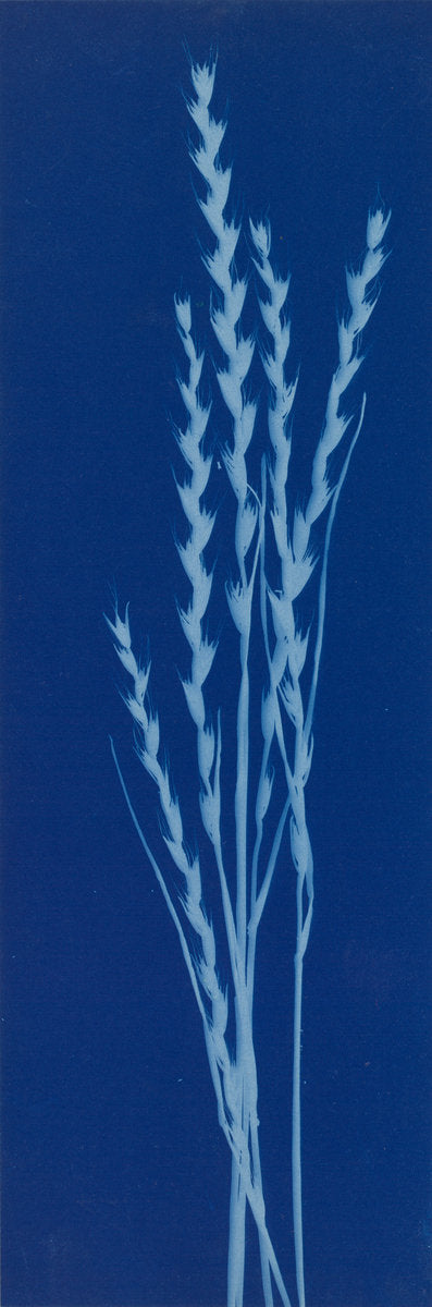 Darnel by Bertha Evelyn Jacques (American, 1863 - 1941), 16X12"(A3)Poster Print