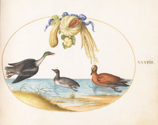 Animalia Volatilia et Amphibia (Aier): Plate XXXVIII by Joris Hoefnagel (Flemish, 1542 - 1600), 16X12"(A3)Poster Print