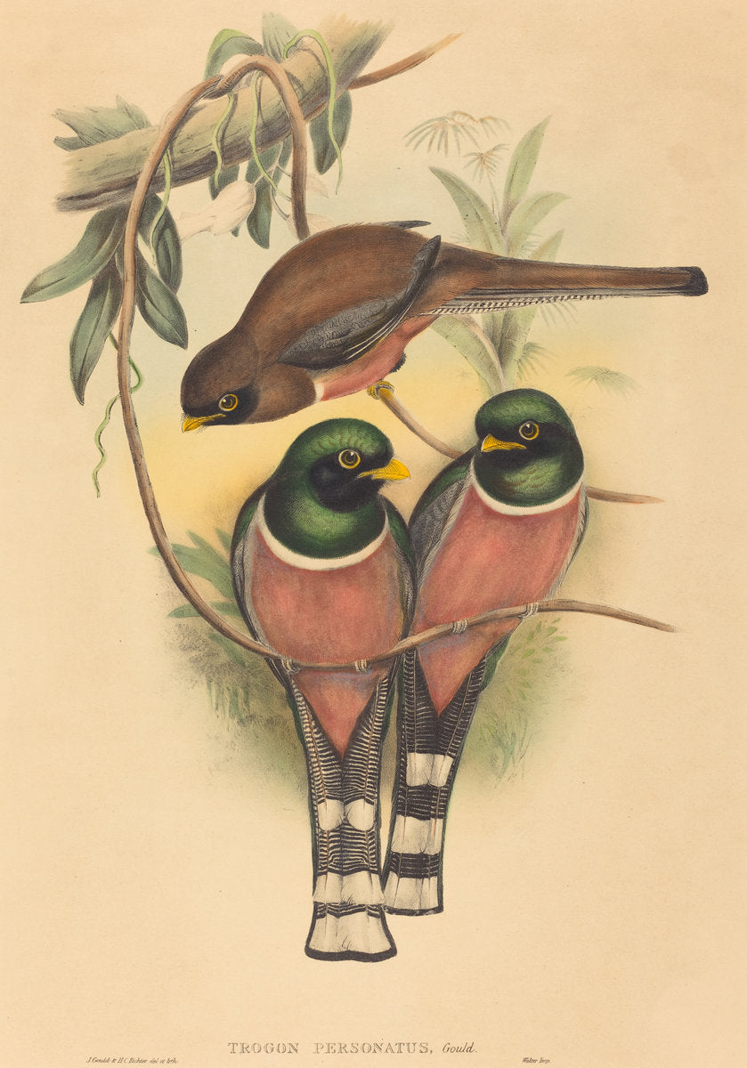 Trogan personatus by John Gould and H.C. Richter (British (?), active 1841 - active c. 1881), 16X12"(A3)Poster Print