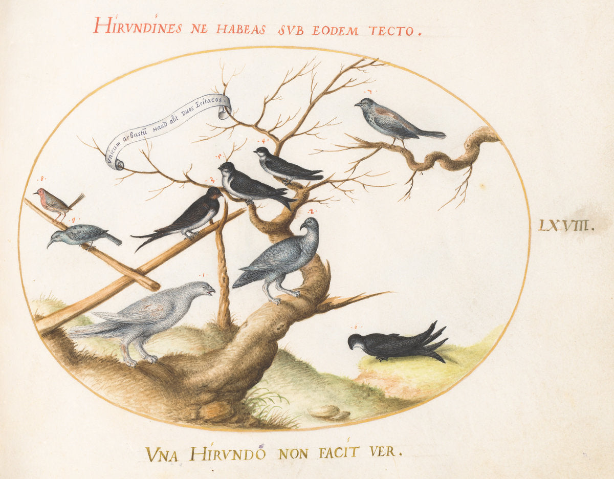 Animalia Volatilia et Amphibia (Aier): Plate LXVIII by Joris Hoefnagel (Flemish, 1542 - 1600), 16X12"(A3)Poster Print