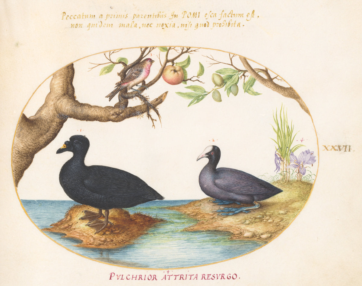 Animalia Volatilia et Amphibia (Aier): Plate XXVII by Joris Hoefnagel (Flemish, 1542 - 1600), 16X12"(A3)Poster Print