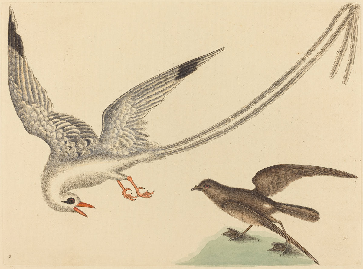 The Viper-mouth (Silurus cataphractus) by Mark Catesby (English, 1679 - 1749), 16X12"(A3)Poster Print