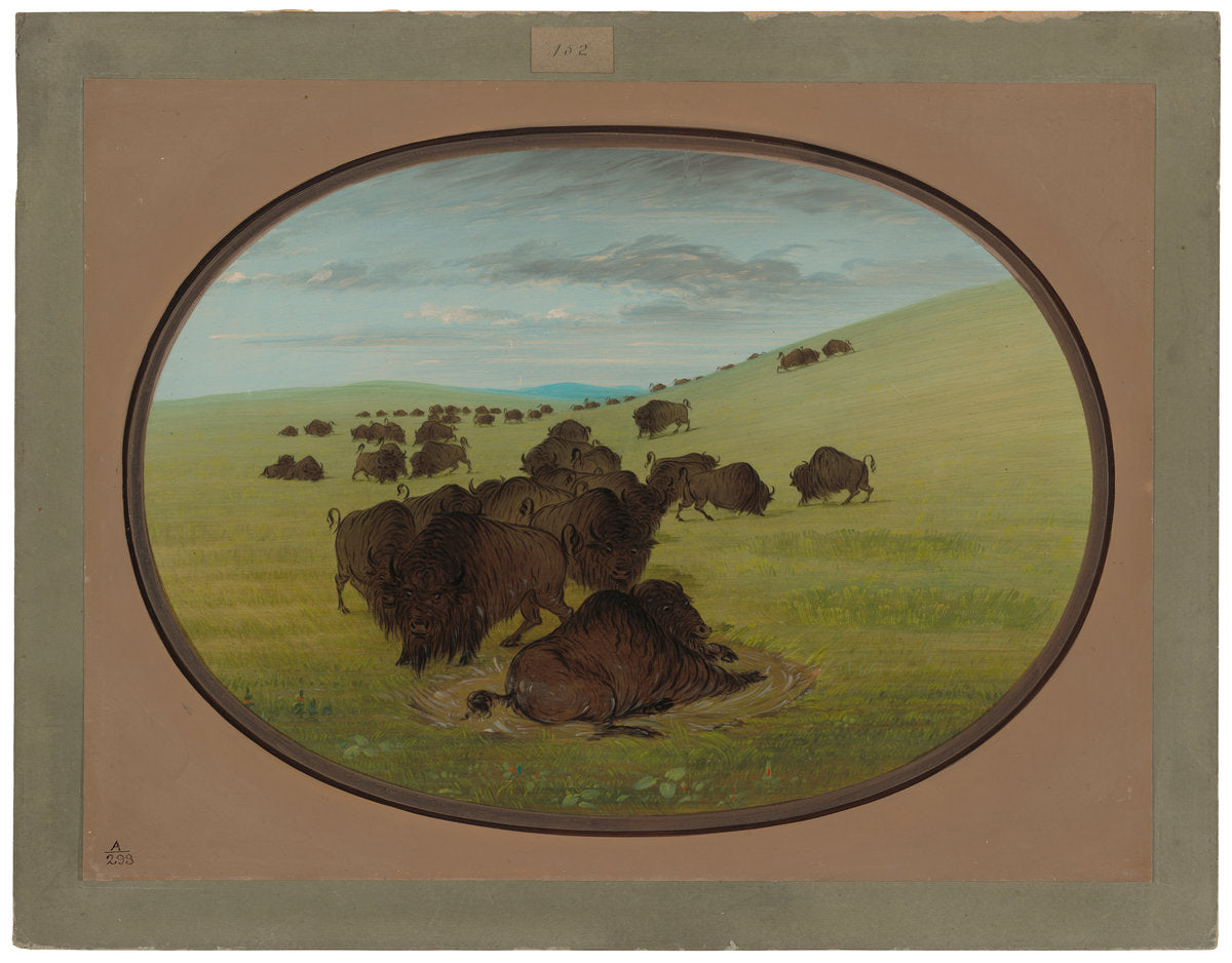 A Buffalo Wallow by George Catlin (American, 1796 - 1872), 16X12"(A3)Poster Print