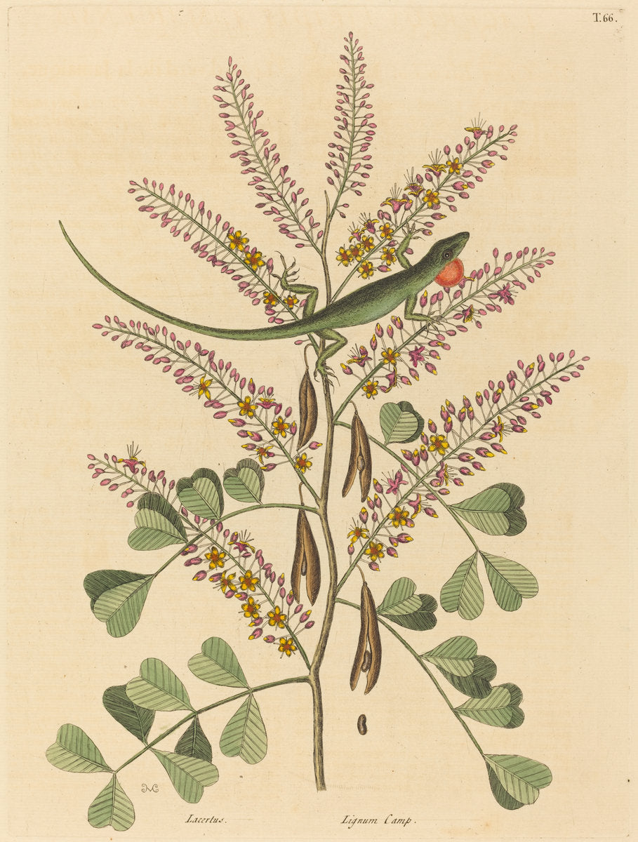 The Green Lizard of Jamaica (Lacerta bullaris) by Mark Catesby (English, 1679 - 1749), 16X12"(A3)Poster Print