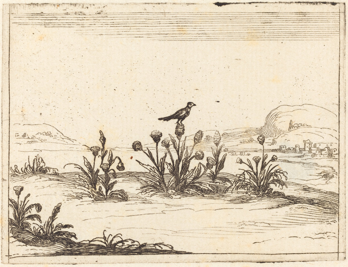 Bird Perched in a Thistle by Jacques Callot (French, 1592 - 1635), 16X12"(A3)Poster Print