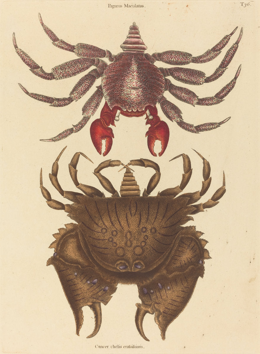 Red Mottled Rock-crab (Cancer grapsus) by Mark Catesby (English, 1679 - 1749), 16X12"(A3)Poster Print