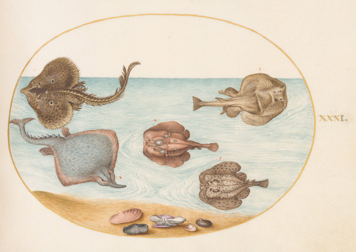 Animalia Aqvatilia et Cochiliata (Aqva): Plate XXXI by Joris Hoefnagel (Flemish, 1542 - 1600), 16X12"(A3)Poster Print