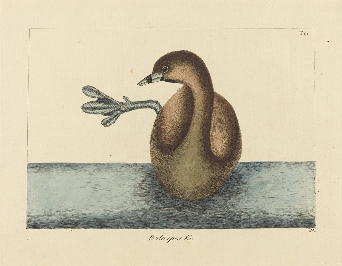 The Pied-billed Dobchick (Colymbus podiceps) by Mark Catesby (English, 1679 - 1749), 16X12"(A3)Poster Print