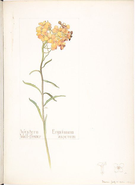Western Wall-flower Erysimum asperum July 5, 1912-Margaret Ne, vintage art, A3 (16x12") Poster Print