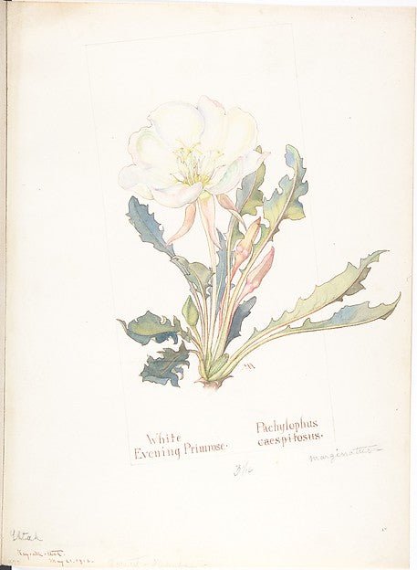 White Evening Primrose Pachylophus Marginatus May 21, 1913-Ma, vintage art, A3 (16x12") Poster Print