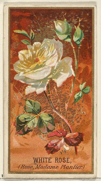:White Rose from the Flowers series for Old Judge Cigarettes 1890, vintage artwork, 16x12"(A3) Poster Print