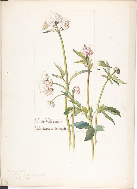 White Valerian Valeriana sitchensis July 14, 1909-Margaret Ne, vintage art, A3 (16x12") Poster Print