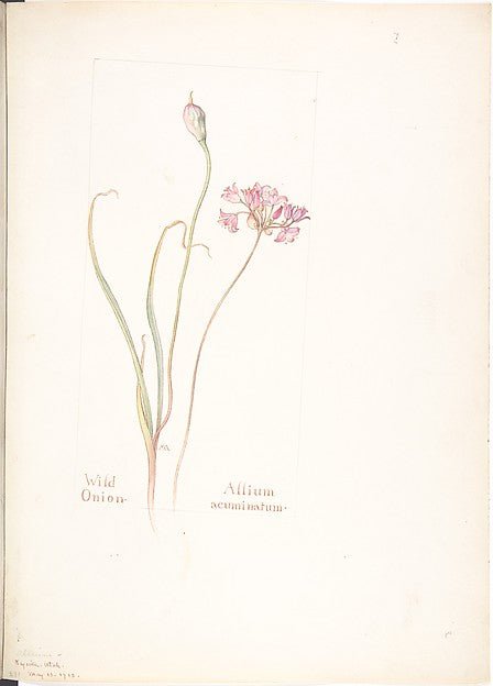 Wild Onion Allium acuminatum May 13, 1913-Margaret Neilson Ar, vintage art, A3 (16x12") Poster Print