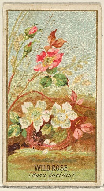 :Wild Rose from the Flowers series for Old Judge Cigarettes 1890, vintage artwork, 16x12"(A3) Poster Print